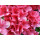 Azalea japonica Geisha Red