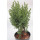 Juniperus chinensis Stricta