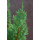 Juniperus communis Stricta