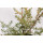 Juniperus communis Depressa Aurea