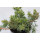 Juniperus conferta Emerald See