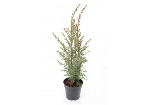 Juniperus conferta Franklin Constance
