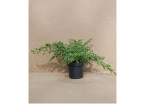 Juniperus horizontalis Blue Pacific