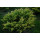 Juniperus horizontalis Lime Glow