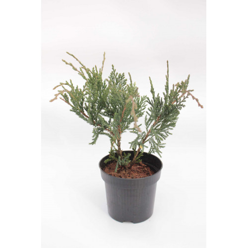 Juniperus horizontalis Variegata