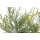Juniperus pfizeriana Blue and Gold
