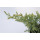 Juniperus pfizeriana Gold Kissen
