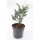 Juniperus squamata Mayeri