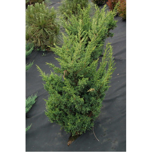 Juniperus chinensis Blaaw