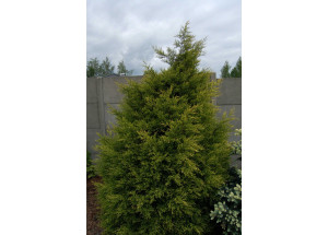 Juniperus chinensis Kuriwago Gold