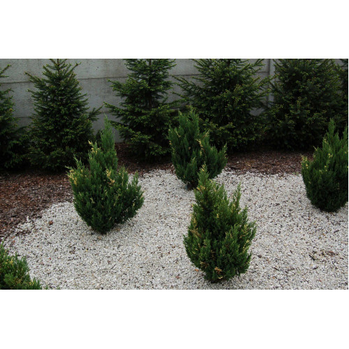 Juniperus chinensis Variegata