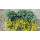 Juniperus communis Goldchatz