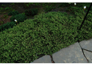 Juniperus communis Spotty Spreader