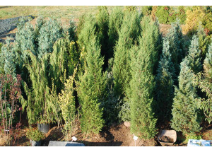 Juniperus communis Suecica