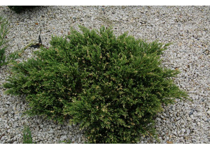 Juniperus horizontalis Andora Variegata
