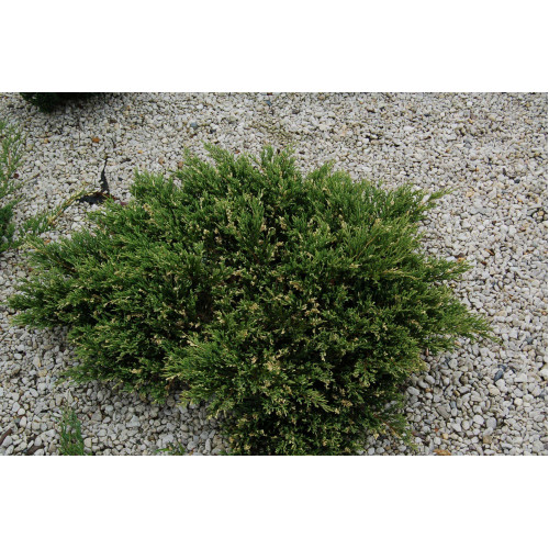 Juniperus horizontalis Andora Variegata