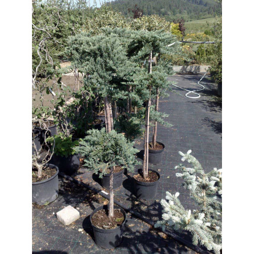 Juniperus horizontalis Blue Chip Bonsai