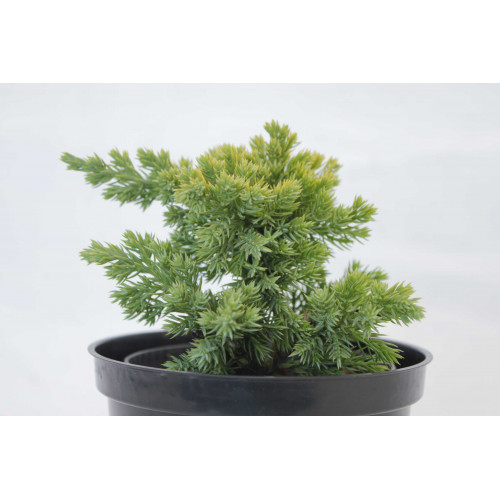 Juniperus procumbens Kishiogima