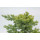 Juniperus procumbens Kishiogima