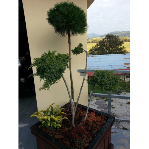 Juniperus procumbens Nana Bonsai
