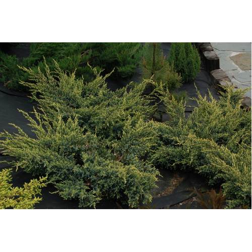 Juniperus sguamata Holger