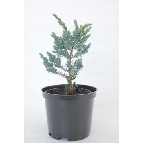 Juniperus sguamata Mayeri