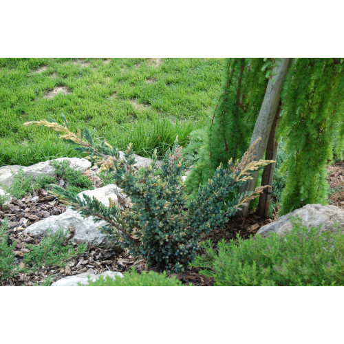 Juniperus squamata Expansa Variegata