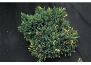 Juniperus squamata Floreant