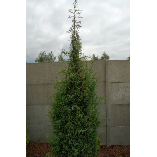 Juniperus virigiana Pendula
