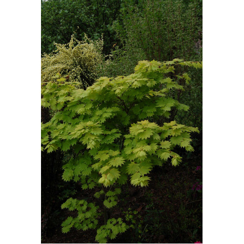 Acer shirasawansky Aureum