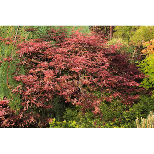 Acer palmatum Disectrum Garnet