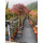 Acer palmatum Inaba Shidare