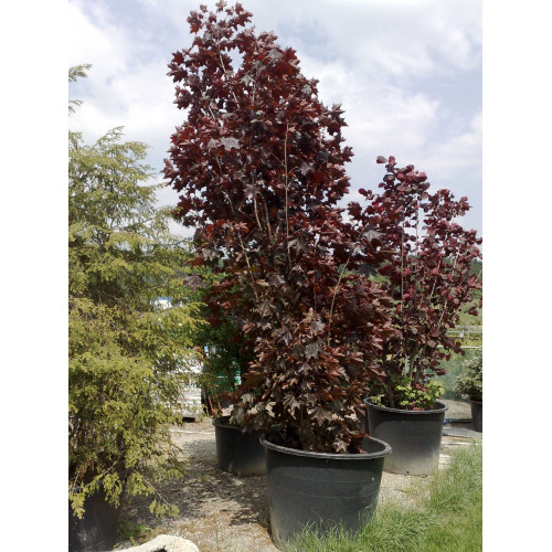 Acer palmatum Royal red