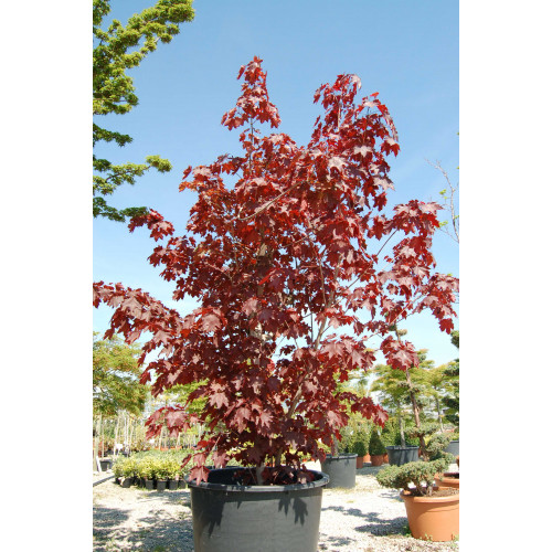 Acer palmatum Rubrum