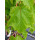 Acer pensylvanicum Red Snake