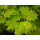 Acer shirashawanum Aureum