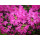 Azalea japonica Hiroko Geisha Purple