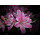 Azalea japonica Kermesina Rose