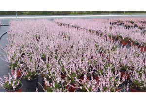 Calluna vulgaris Pink