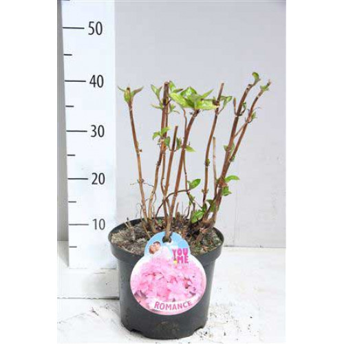 Hydrangea macrophylla Romance