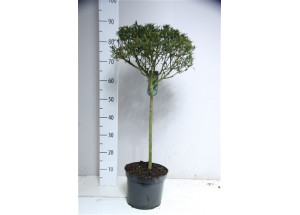 Ilex aquifolium Myrtifolia