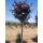 Physocarpus opulifolium Red Baron kmeň