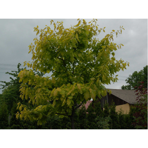 Quercus robur Concordia