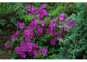 Rhododendron obtusum Blue Danube