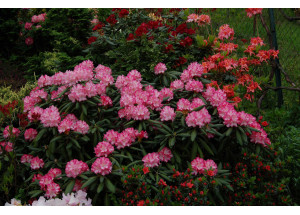 Rhododendron SASKIA
