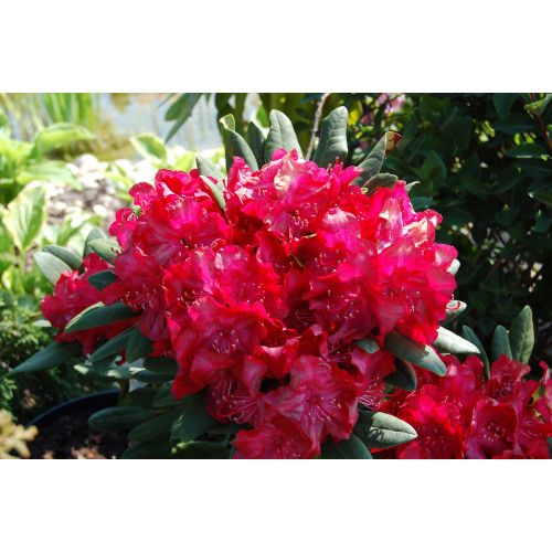 Rhododendron hybrid Nova Zembla