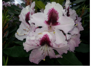Rhododendron Annika
