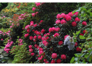 Rhododendron Azalea sorty