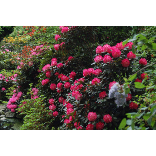 Rhododendron Azalea sorty