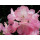 Rhododendron polaris